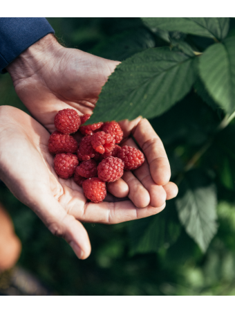 Himbeeren aus der Region